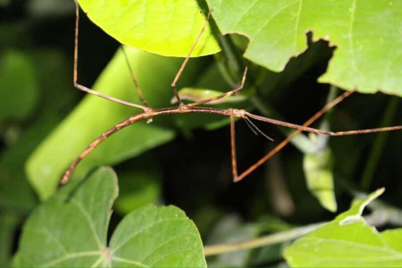 Miyakojima: Starry sky  Jungle Night Tour - Genuine Insights from Reviews