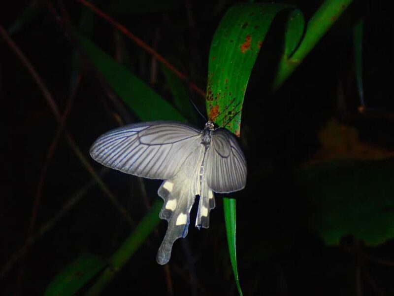 Miyakojima: Starry sky  Jungle Night Tour - The Sum Up
