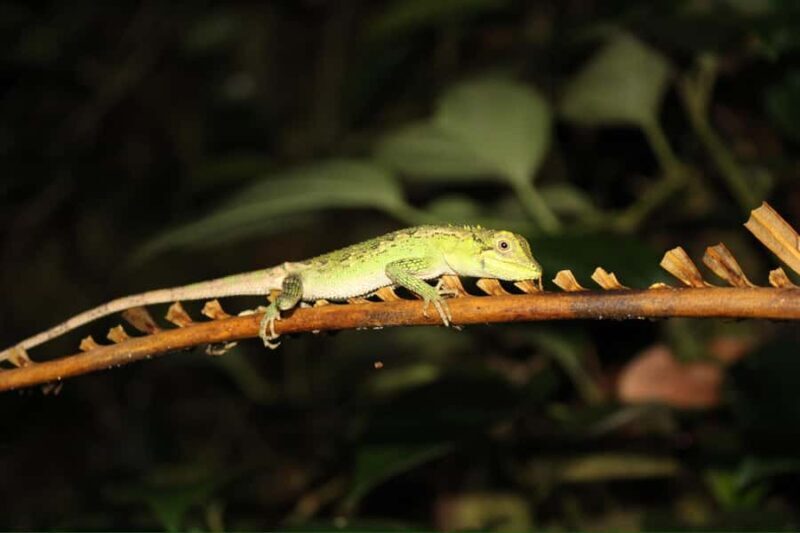 Miyakojima: Starry sky  Jungle Night Tour - FAQ