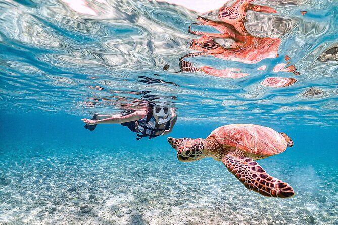 Miyakojima:SnorkelingPick-up OKsea turtles & Fish and coral - Good To Know