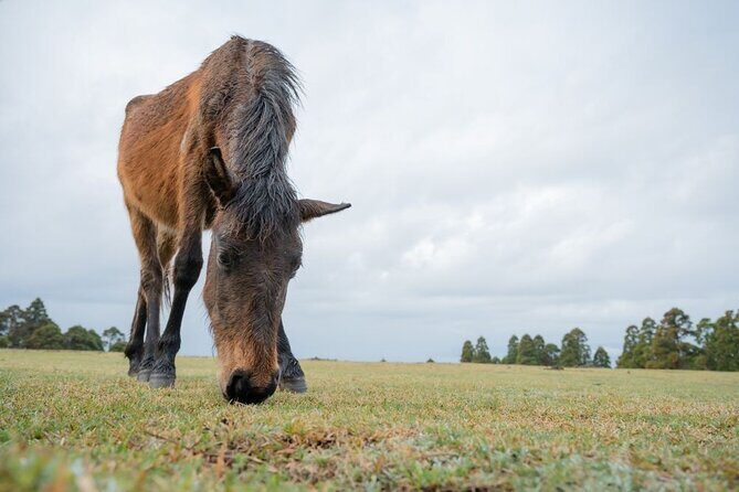 Miyazaki Private Tour by Car - Exploring Miyazaki: What the Tour Offers
