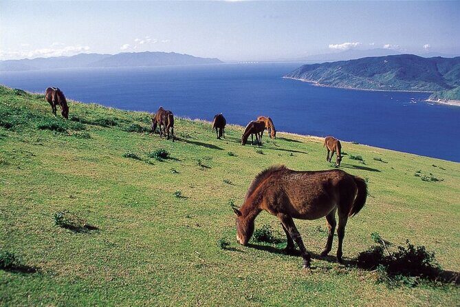 Miyazaki Private Tour by Car - Authentic Experiences and Hidden Details from Reviews