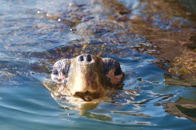Miyazaki Snorkel Kayak Tour - Cancellation Policy