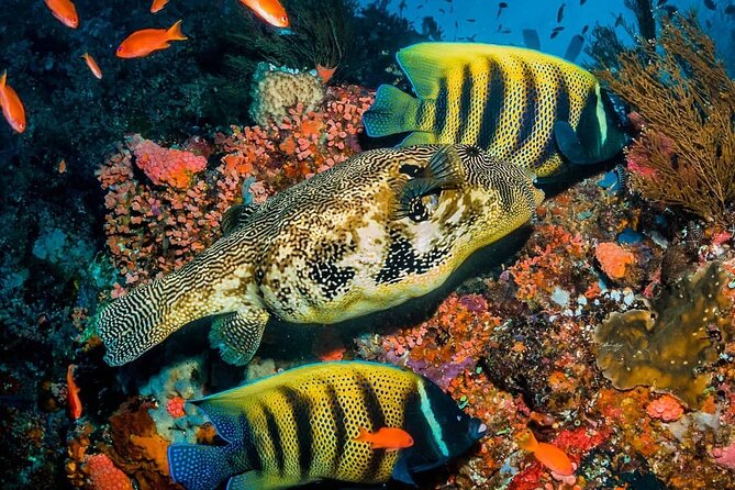 Mnemba Dolphin Tour, Kuza Cave, Paje Beach, The Rock Restaurant, Jozani Forest - Additional Information Provided