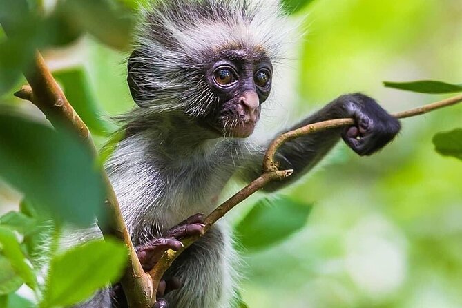 Mnemba Island Snorkeling; Jozani Forest Tour; Kuza Cave; Paje Beach; The Rock - Exciting Mnemba Island Snorkeling Experience