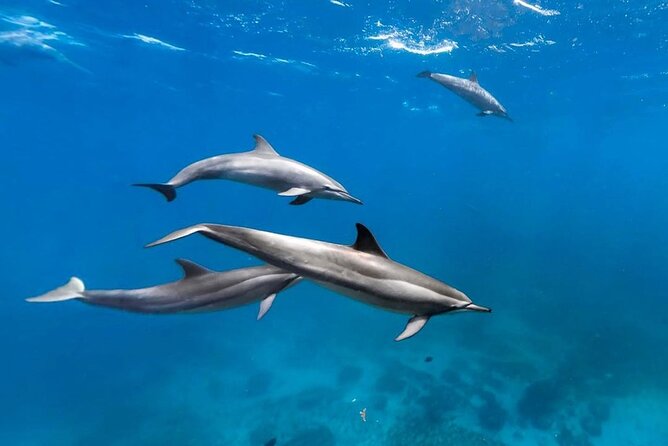 Mnemba Island Snorkeling, Secret Garden, Spice Tour, Emerson Hurumzi Restaurant - Additional Information
