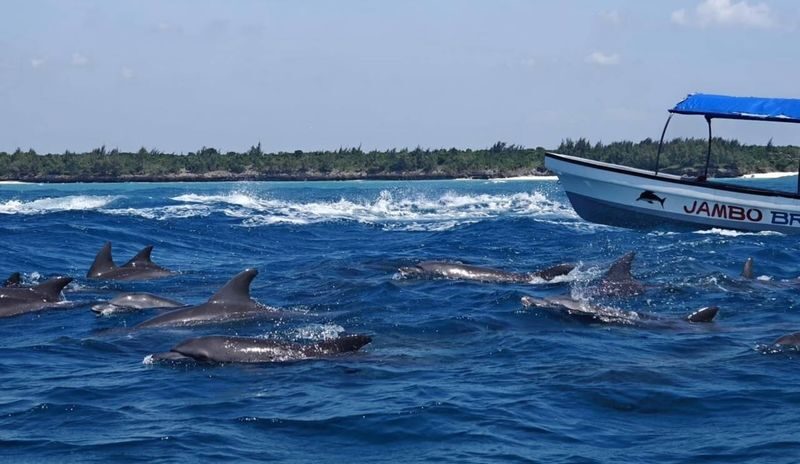 Mnemba island snorkeling tours & Dolphin Tours Zanzibar Half-day Private & Dolphin Watching Tour - Key points before you book
