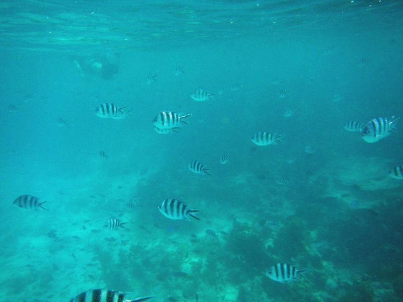Mnemba island snorkeling tours & Dolphin Tours Zanzibar Half-day Private & Dolphin Watching Tour - A two-part outing on the water