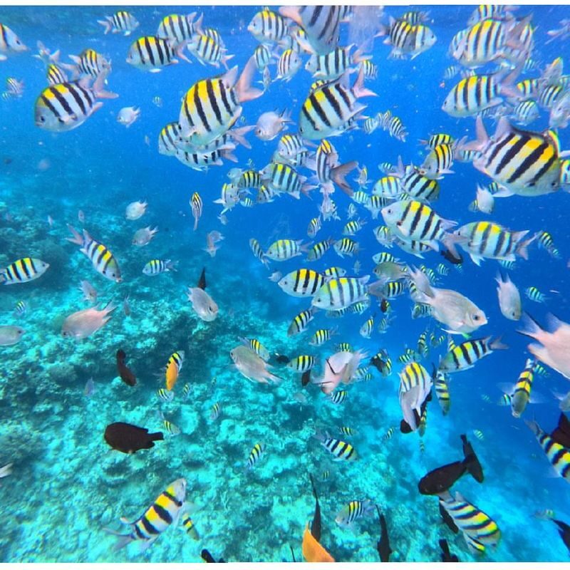 Mnemba island snorkeling tours & Dolphin Tours Zanzibar Half-day Private & Dolphin Watching Tour - Dolphin watching is an opportunity, not a guarantee