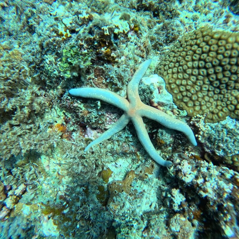 Mnemba island snorkeling tours & Dolphin Tours Zanzibar Half-day Private & Dolphin Watching Tour - The service concern to weigh