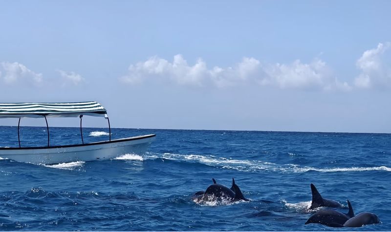 Mnemba island snorkeling tours & Dolphin Tours Zanzibar Half-day Private & Dolphin Watching Tour - Should you book it?