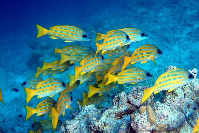 Mnemba Island; The Island Pongwe; Kuza Cave; Blue Lagoon; Starfish Tour;The Rock - Meeting and Pickup
