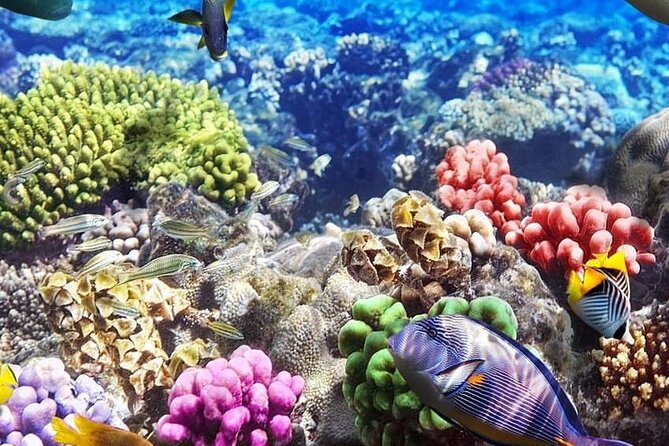Mnemba Island; The Island Pongwe; Kuza Cave; Blue Lagoon; Starfish Tour;The Rock - Expectations