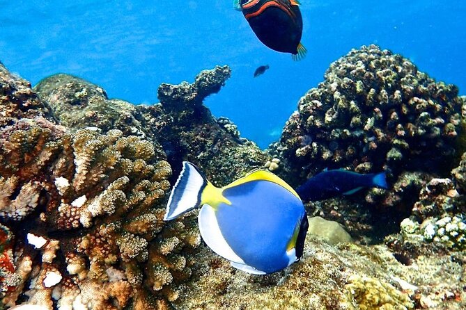 Mnemba Island; The Island Pongwe; Kuza Cave; Blue Lagoon; Starfish Tour;The Rock - What to Expect