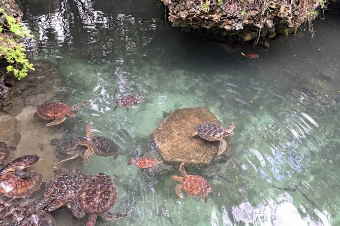 Mnemba Snorkeling, Dolphin and Baraka Natural Aquarium - Booking Process and Customer Reviews