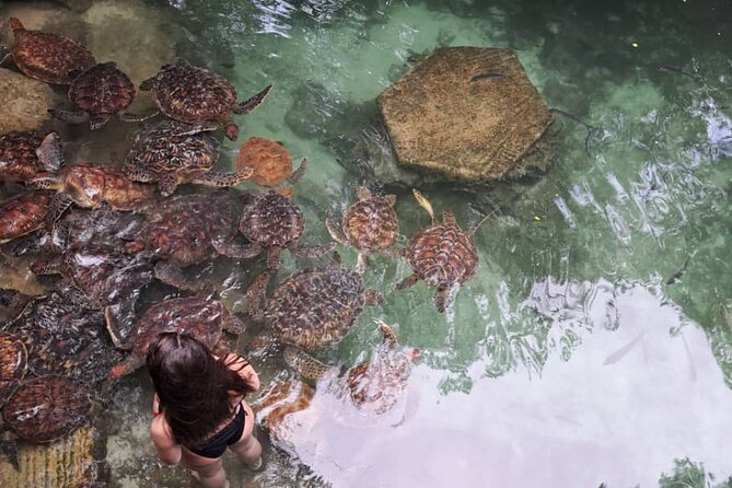 Mnemba Snorkeling, Dolphin and Baraka Natural Aquarium - Frequently Asked Questions