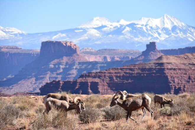 Moab: Canyonlands National Park 4x4 White Rim Tour - Customer Reviews