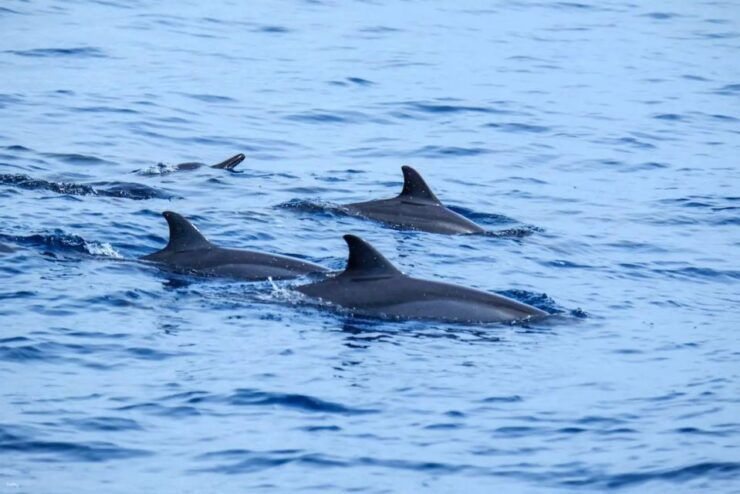Moalboal Day Tour: Dolphin Chasing and Snorkeling Adventure - Booking and Flexibility