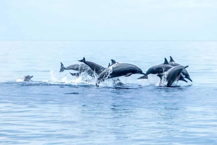 Moalboal Day Tour: Dolphin Chasing and Snorkeling Adventure - Experience