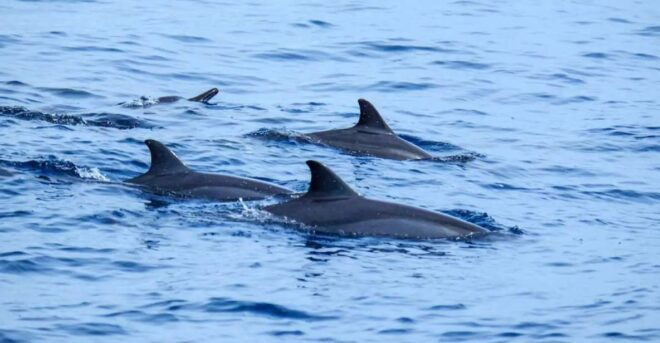 Moalboal Day Tour: Dolphin Chasing and Snorkeling Adventure - Highlights