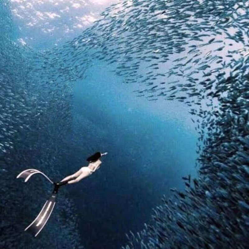 Moalboal Marvels: Island Hopping Paradise, Sardines Run - Exploring the Itinerary in Detail