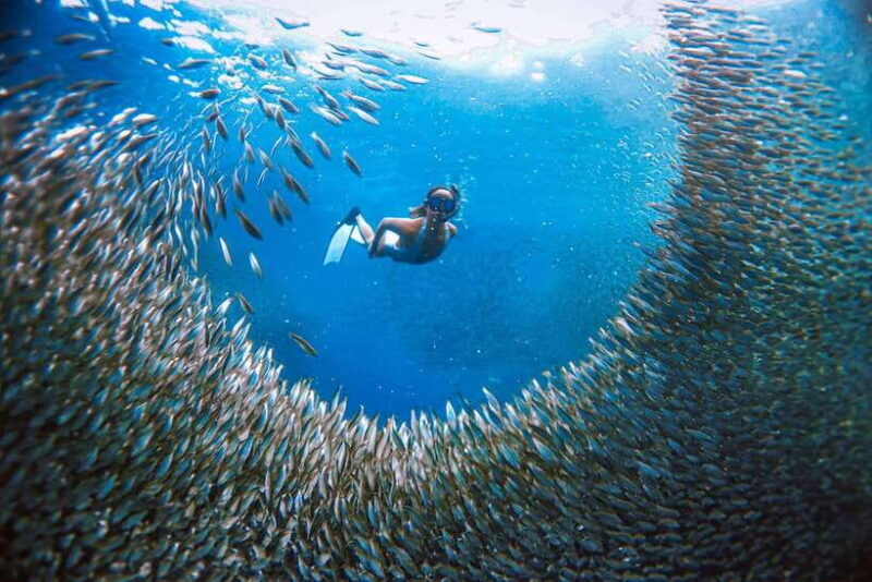 Moalboal Marvels: Island Hopping Paradise, Sardines Run - FAQ