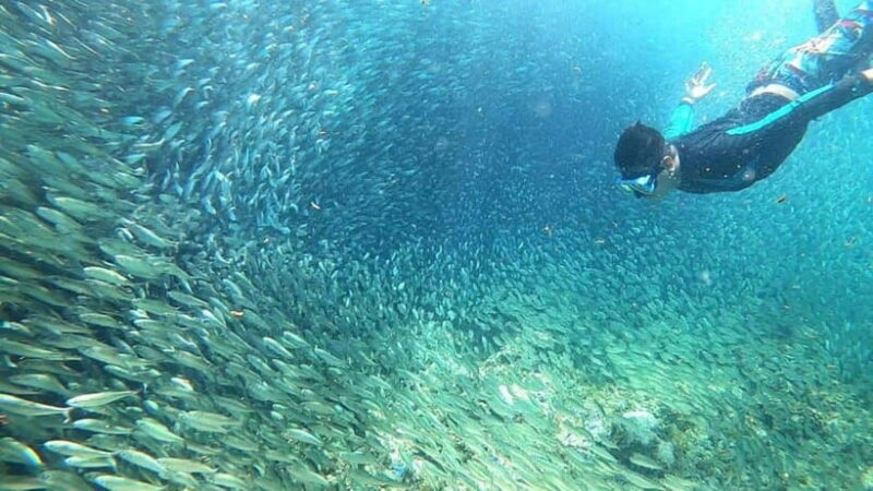 Moalboal: Pescador Island Hopping Adventure and Sardine Run - Introduction to the Tour Experience