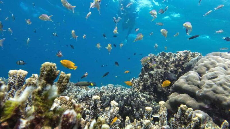 Moalboal: Pescador Island & Mantayupan Falls Adventure! - Good To Know