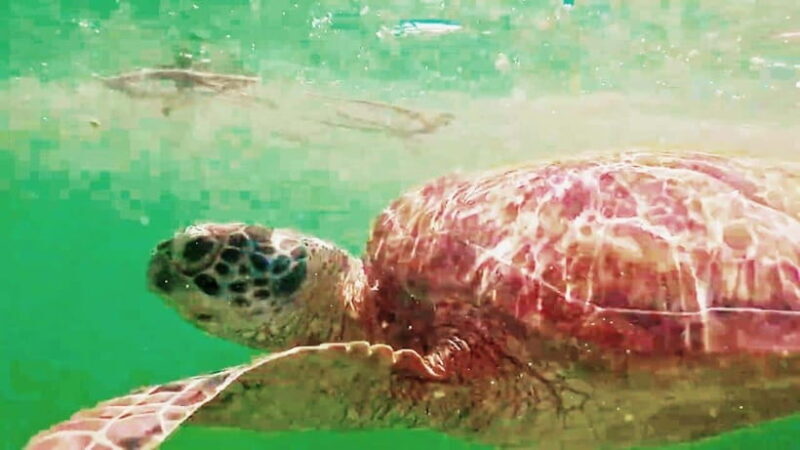 Moalboal: Pescador Island & Mantayupan Falls Adventure! - Mantayupan Falls: The Refreshing Escape