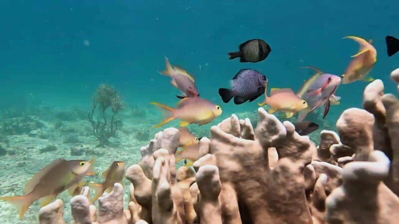 Moalboal: Pescador Island & Mantayupan Falls Adventure! - Wrapping Up & Return Journey