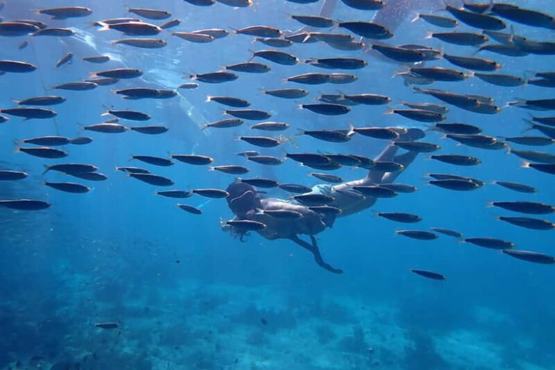 Moalboal: Private Beginner's Canyoning and Sardines & Turtle - Good To Know