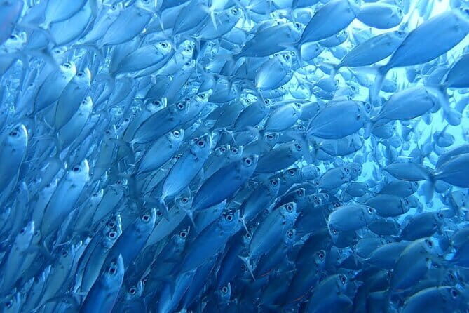 Moalboal Sardine Run, Sea Turtle and Mantayupan Falls - Good To Know  