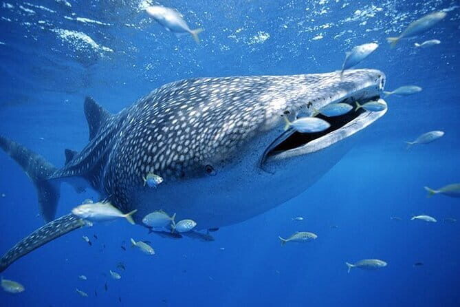 Moalboal Sardine Run, Sea Turtle and Mantayupan Falls - FAQs