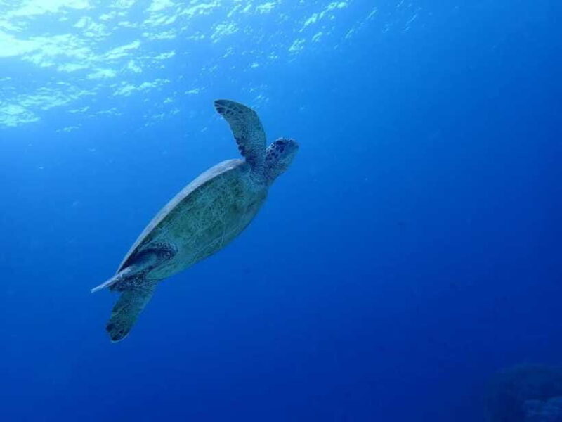 Moalboal Sardine Run, Sea Turtle & Mantayupan Falls - FAQ