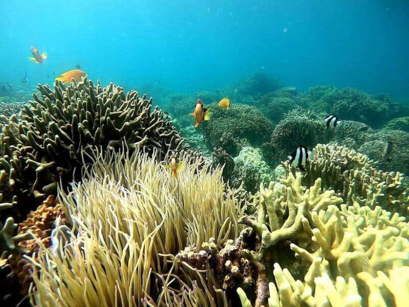 Moalboal: Sardine Run Snorkeling & Kawasan Canyoneering - Authentic Insights from Past Travelers