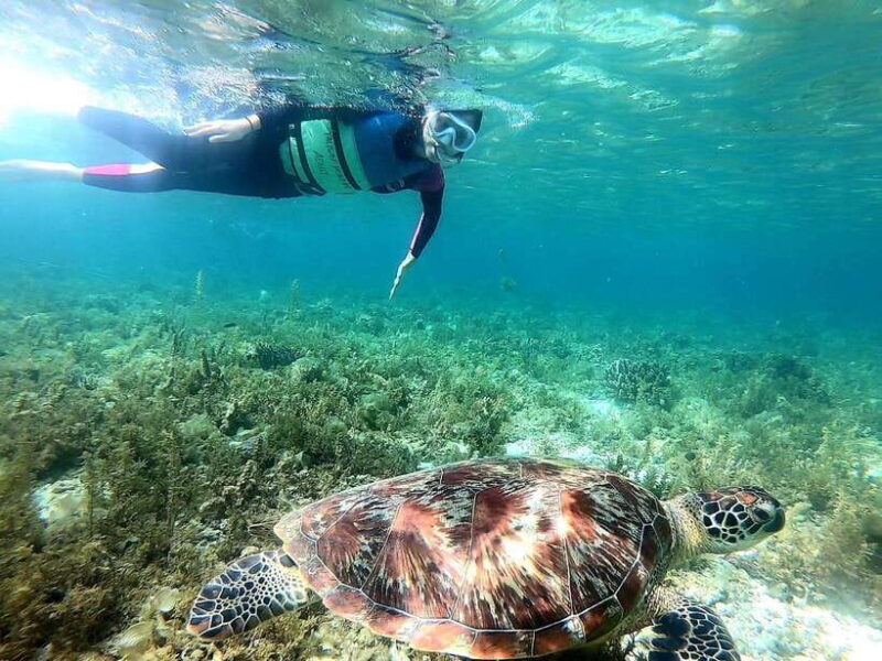 Moalboal: Sardine Run, Turtles and Pescador Island Hopping - FAQs