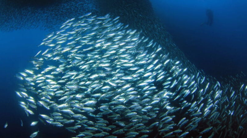Moalboal Sardines Run Private Tour - Why the Moalboal Sardines Run Tour Is Worth It