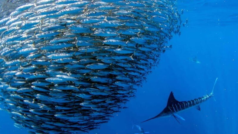 Moalboal Sardines Run Private Tour - An In-Depth Look at the Moalboal Sardines Run Private Tour