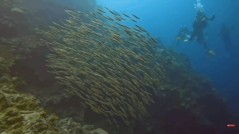 Moalboal : Scuba Diving Sardine Run and Turtle Chasing - What’s Included and What to Bring
