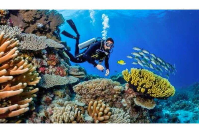 Moalboal : Scuba Diving Sardine Run and Turtle Chasing - The Value of This Experience