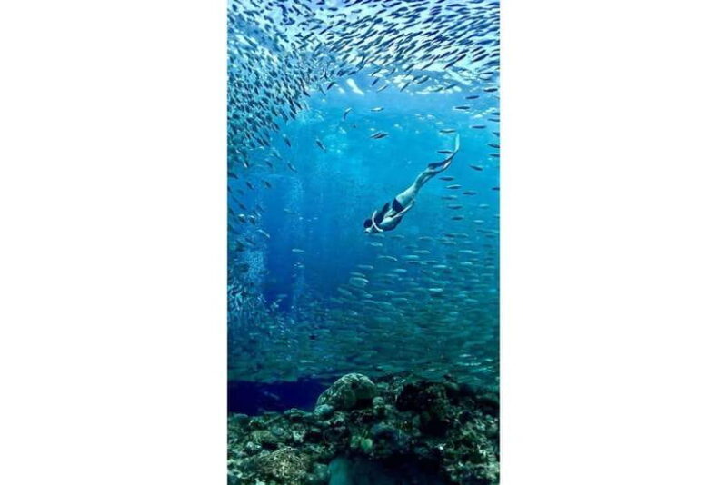 Moalboal : Scuba Diving Sardine Run and Turtle Chasing - What Reviewers Say