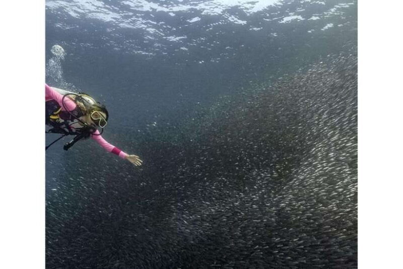 Moalboal : Scuba Diving Sardine Run and Turtle Chasing - Good To Know