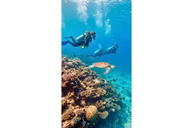 Moalboal : Scuba Diving Sardine Run and Turtle Chasing - Final Thoughts