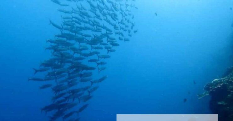 Moalboal: Scuba Diving With the Sardine and Sea Turtles - Activity Details and Highlights