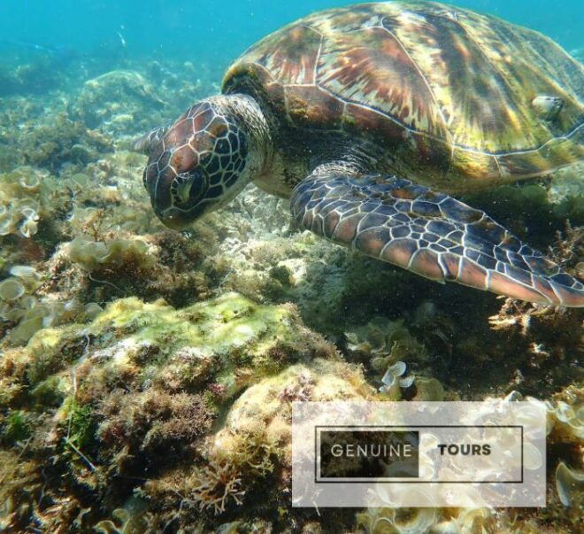 Moalboal: Scuba Diving With the Sardine and Sea Turtles - Inclusions