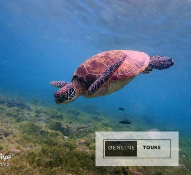 Moalboal: Scuba Diving With the Sardine and Sea Turtles - Unique Selling Points