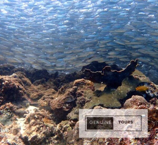 Moalboal: Scuba Diving With the Sardine and Sea Turtles - Sardine Run: A Million Sardines