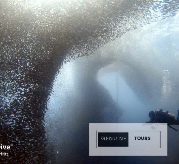 Moalboal: Scuba Diving With the Sardine and Sea Turtles - Common Questions