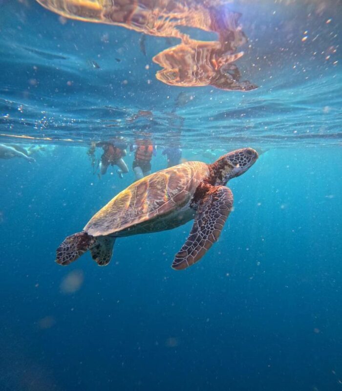 Moalboal Snorkeling Sardine Run, Sea Turtle & Mantayupan Waterfalls - Who should book this day trip