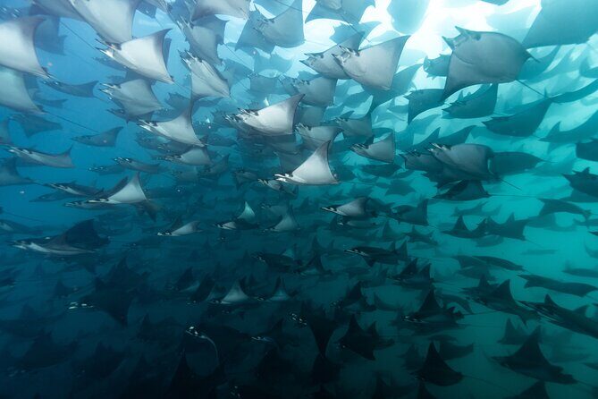 Mobulas and Cetaceans Day Trip - Good To Know